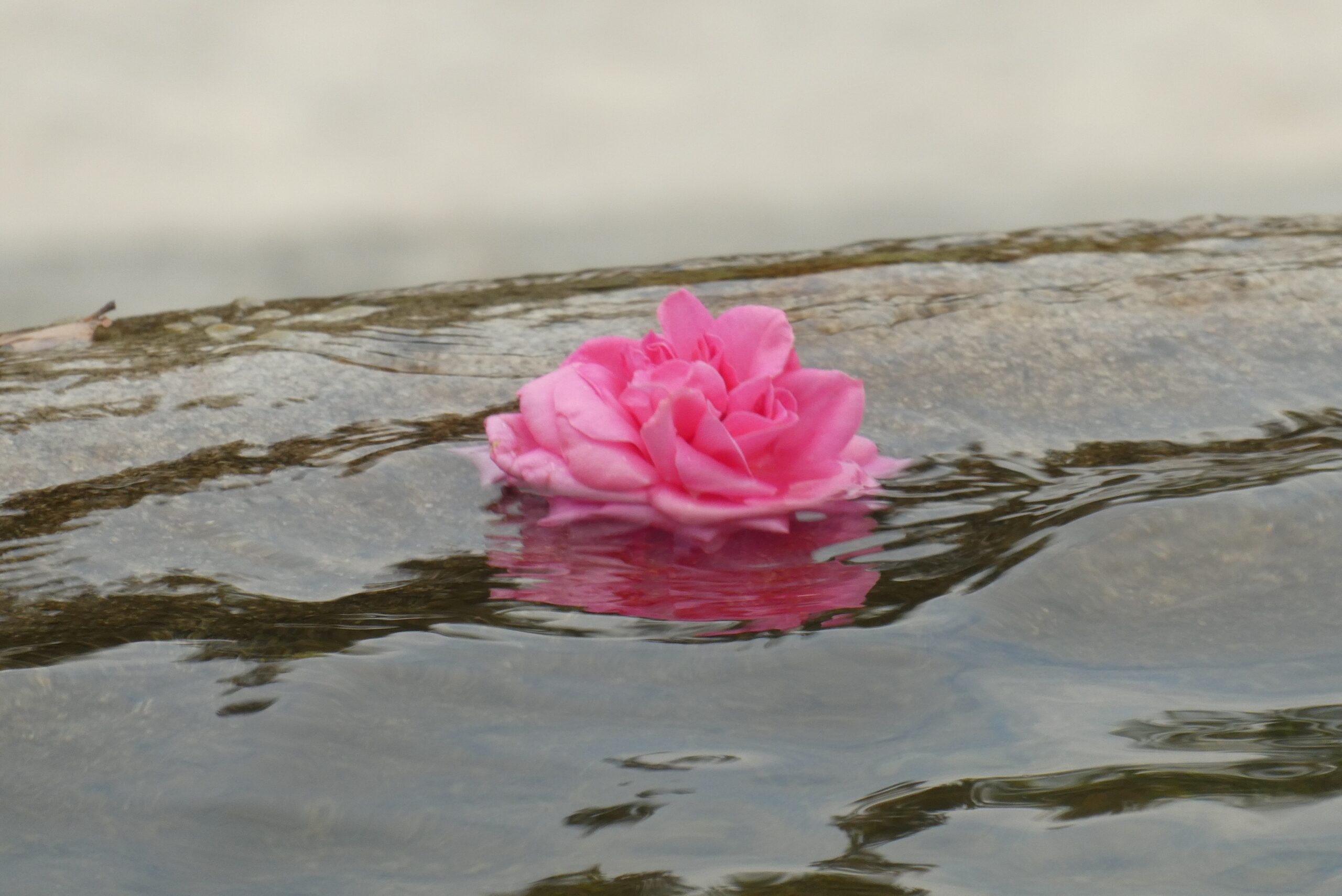 ritual rose
